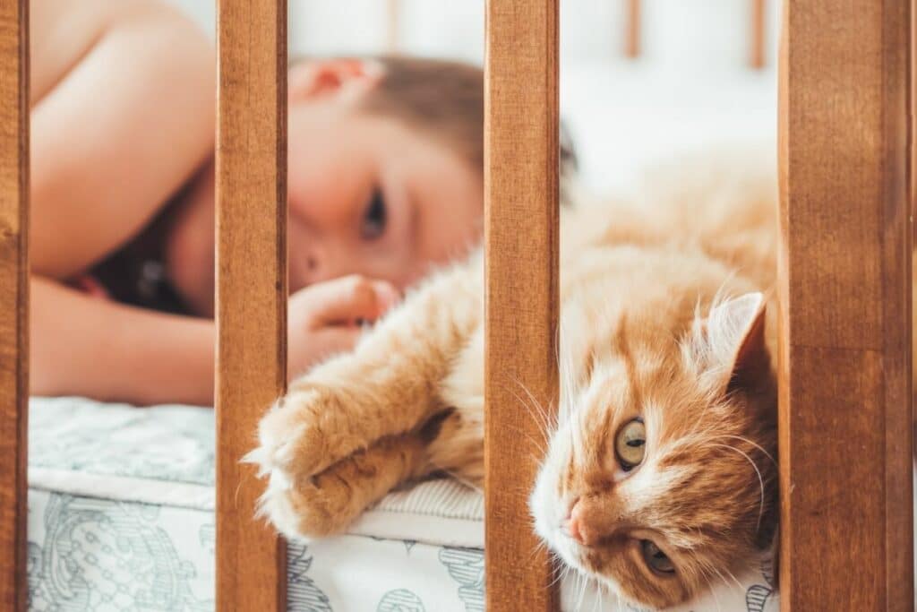 How To Keep Cats Out of Bassinet & Cribs?
