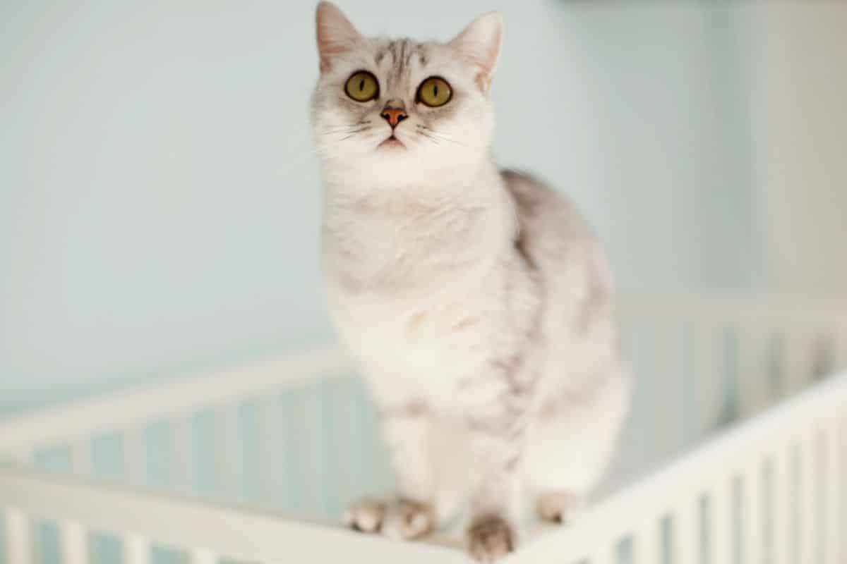 What Is The Best Way To Stop A Cat From Climbing Into Your Baby's Bed?